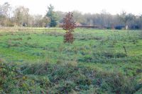 BRABANT05.jpg